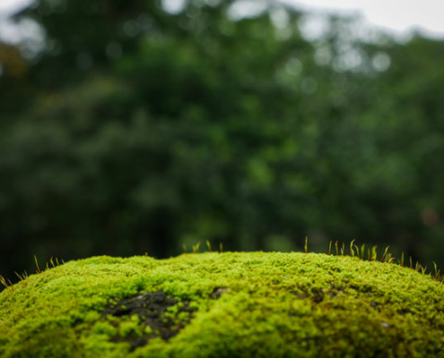 Moss growing on a stone.