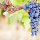 Ripe grapes on a vine.